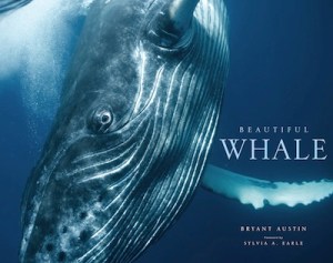 BeautifulWhale
