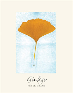 ginkgo