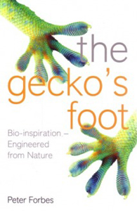 geckos-foot