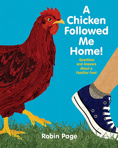 a-chicken-followed-me-home