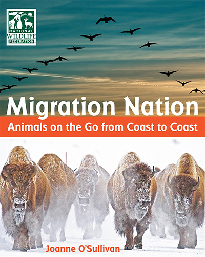 migration-nation