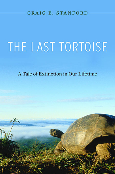 last-tortoise